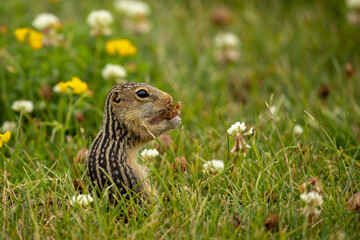 Thirteen-lined Ground Squirrel in flowers taken in southern MN in the wild