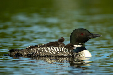 Common Loon family taken in central MN