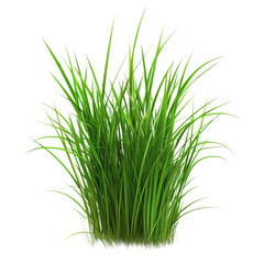 Fototapeta premium Green grass isolated on transparent background