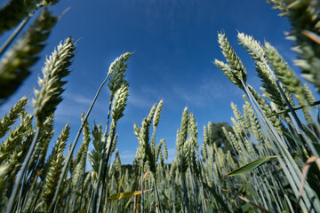 Close-up of green wheat photographed from below against the blue sky. The ears of wheat are clearly visible.