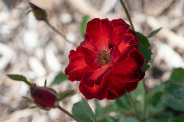 Velvety Red Rose Bloom with Two Buds
