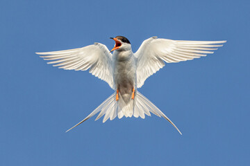 Forester's Tern adult flight taken in central MN