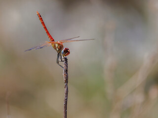 Red veined darter dragonfly Sympetrum fonscolombii perched on twig.