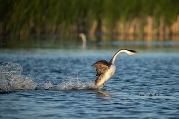 Western Grebe rushing taken in central MN