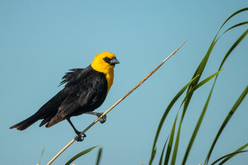 Yellow-headed Blackbird