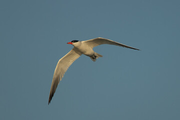 Forester's Tern taken in central MN