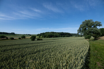 Landscape photograph in Bavaria. Green wheat fields stretch out in front of a blue sky in which delicate clouds float. Trees can be seen in the background.