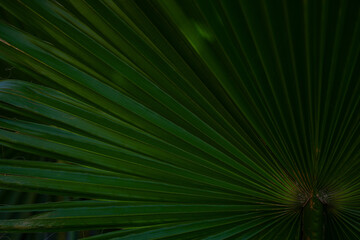Palm leaves background. Green leaves wallpaper. Exotic jungle foliage. Leaves tropical greenery. Palm leaf closeup shot. Green pattern. Palm leaves backdrop. Green palm background.