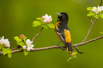 Baltimore Oriole male taken in central MN