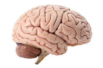 Realistic Human Brain Anatomy Isolated on Transparent Background – Medical 3D Render
