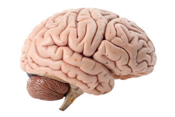 Realistic Human Brain Anatomy Isolated on Transparent Background – Medical 3D Render