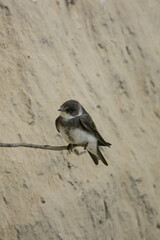 Bank Swallow taken in southern MN
