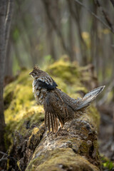 Ruffed Grouse male drumming on log taken in northern MN in the wild