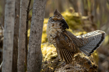 Ruffed Grouse male drumming on log taken in northern MN in the wild