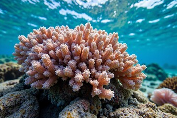 Ocean Life in Danger	
