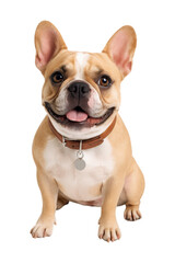 Obraz premium Adorable Happy French Bulldog Sitting and Smiling with Brown Collar and Tag, Perfect for Pet Lovers and Design Projects, Isolated on Transparent and White Background