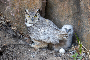 Great Horned Owl mother and chick taken in central  MN