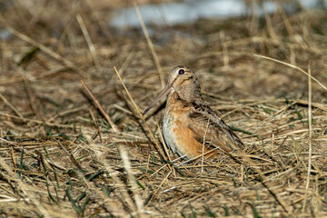 American Woodcock male display taken in southern MN in the wild