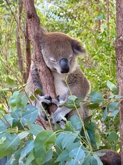 Adorable koala bear resting peacefully in eucalyptus tree surrounded by green leaves in natural Australian habitat