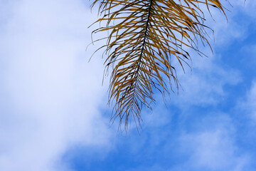 A palm branch with dry leaves in shades of brown and gold projects from the upper right corner,...