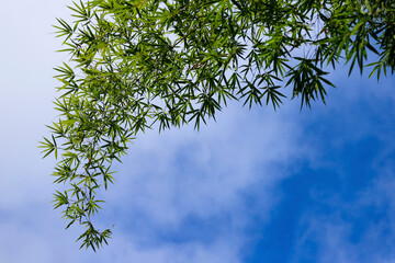 Lush green bamboo foliage contrasts with the partially cloudy blue sky of the Sao Paulo region, Brazil.