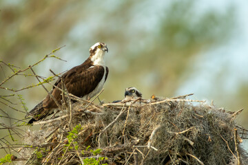 Osprey nesting taken in central Florida