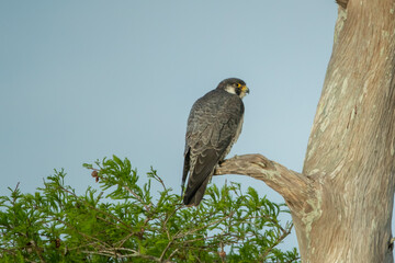 Peregrine Falcon taken in southern Florida in the wild