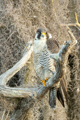 Peregrine Falcon taken in southern Florida in the wild