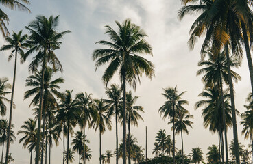 Wide shot of palm trees during sunset.
