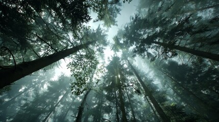 Misty Forest View from the Ground Looking Up at Tree Crowns