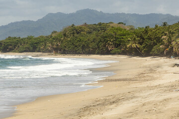 tropical beach with palm trees