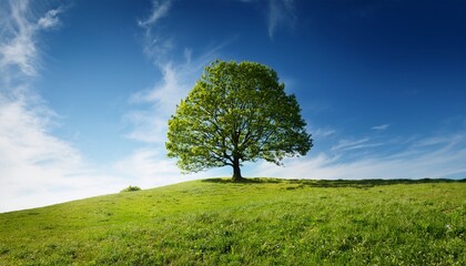 tree on grassy hill under blue sky