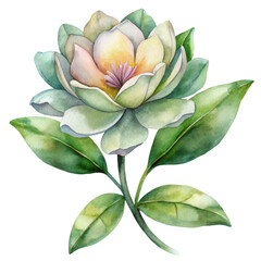 Beautiful magnolia flower isolated on transparent background