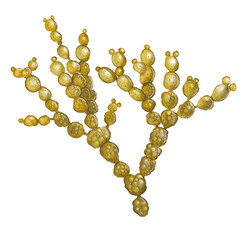 Illustration of Neptune’s Necklace, a native New Zealand seaweed with bead-like segments, commonly found in intertidal rocky shore environments. © ned