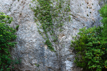 porous rock formation with trees imprinted into the surface
