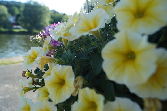 Verschiedene Blumenarten unter blauem Himmel