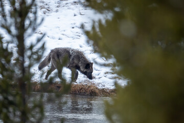 Gray Wolf wapitti pack taken in yellowstone NP © Stan