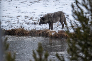 Gray Wolf pack taken in Yellowstone NP