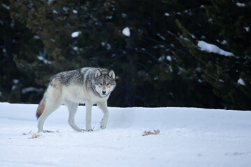 Naklejka premium Gray Wolf wapitti pack taken in yellowstone NP