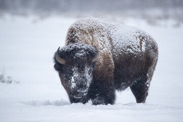 Naklejka premium American Bison bull in winter taken in Yellowstone National Park