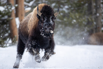 American Bison bull in winter taken in Yellowstone National Park © Stan