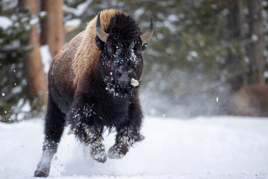 American Bison bull in winter taken in Yellowstone National Park - Powered by Adobe