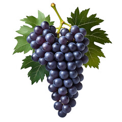 Fototapeta premium A fresh bunch of ripe purple grapes with green leaves isolated on transparent background