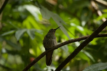 hummingbird on a branch