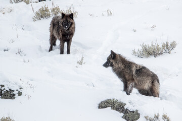 Naklejka premium Gray Wolf taken in yellowstone NP