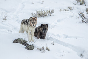 Gray Wolf wapitti pack taken in yellowstone NP