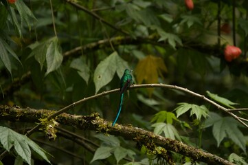 hummingbird on a branch