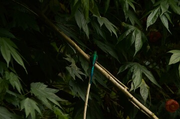 hummingbird among leaves
