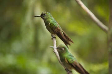 shining green hummingbird