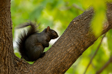 Eastern Gray Squirrel black morph, melanisitc takekn in central WI
